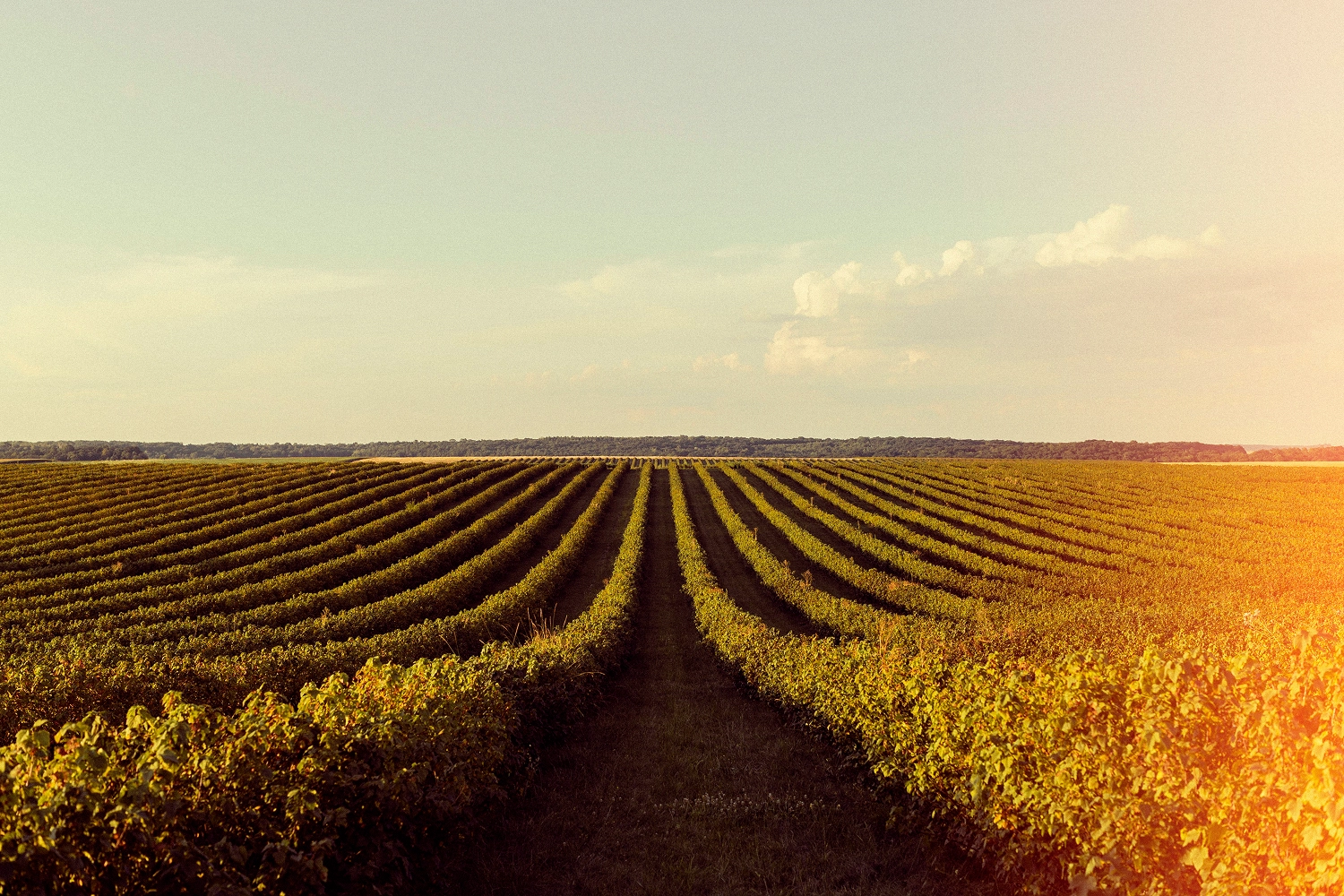 Imagem de fundo do serviço Agronegócio